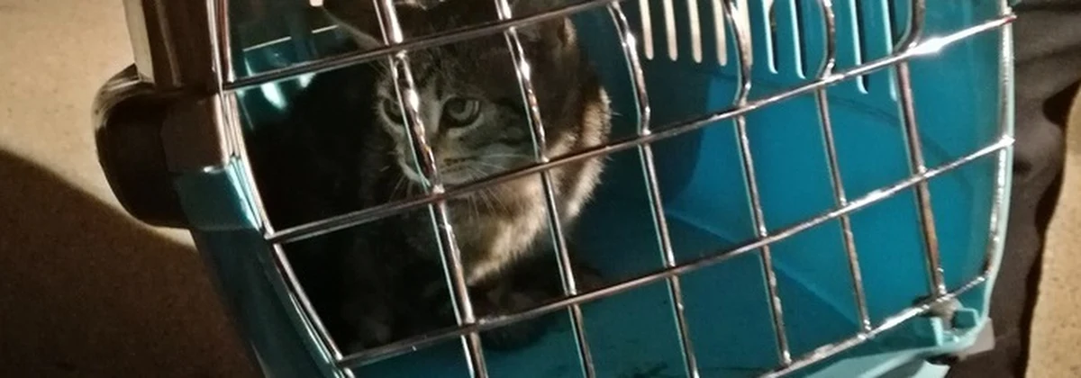 Nietypowa interwencja tyskich strażaków. Mundurowi uratowali kotka, który utknął pod maską zaparkowanej osobówki. Zwierzak trafił pod opiekę weterynarza. 