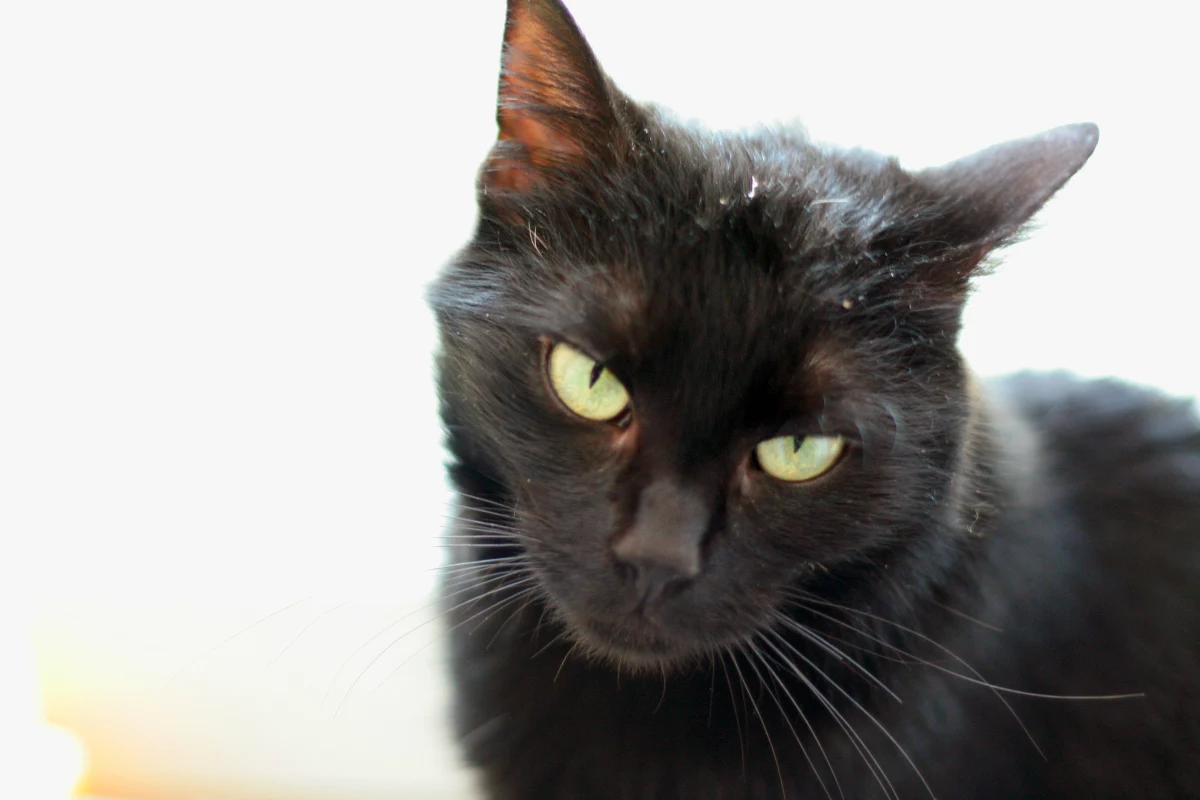 Nawet , jeśli nie jesteś przesądny, to z pewnością znasz choć kilka zabobonów? Masz okazję się sprawdzić. Rozwiąż nasz quiz, trzy razy spluń przez ramię i dopisz w komentarzu przesąd, którego Twoim zadaniem zabrakło w tym quizie.  
