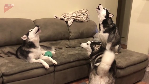 Oto sposób w jaki spędzają swój wolny czas na kanapie husky Koda, Kyoto i Kaito. 