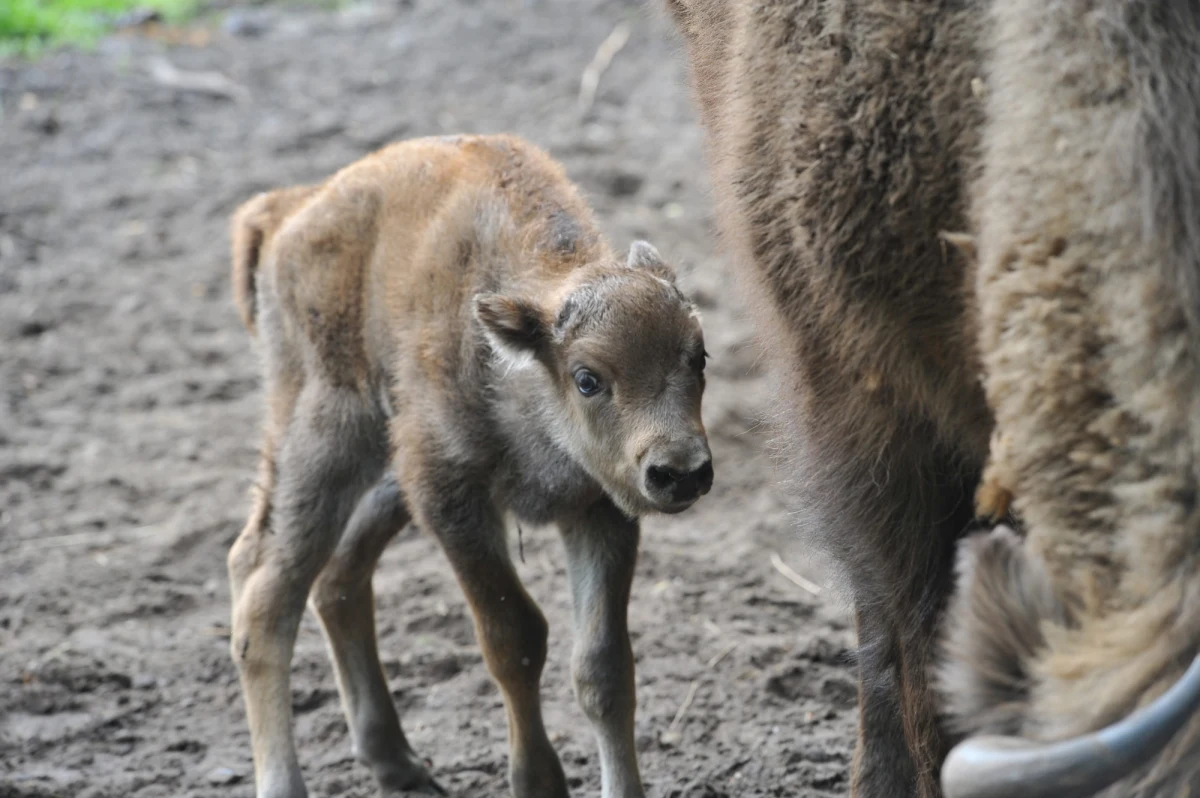 Ośrodek Kultury Leśnej w Gołuchowie (powiat pleszewski) ogłosił konkurs "Imię dla żubra". Zwycięzca zostanie nagrodzony i zaproszony na uroczystość nadania imienia.