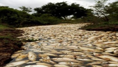 Widok jak z apokalipsy. Tysiące martwych ryb w rzece 