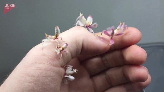 Te maleńkie modliszki storczykowe urodziły się w Malezji. Gdy siądą na ręce, wyglądają jak trzepoczące na wietrze płatki orchidei. Ich uroczy wygląd nie współgra jednak z uroczym charakterkiem - te owady to małe kanibale.