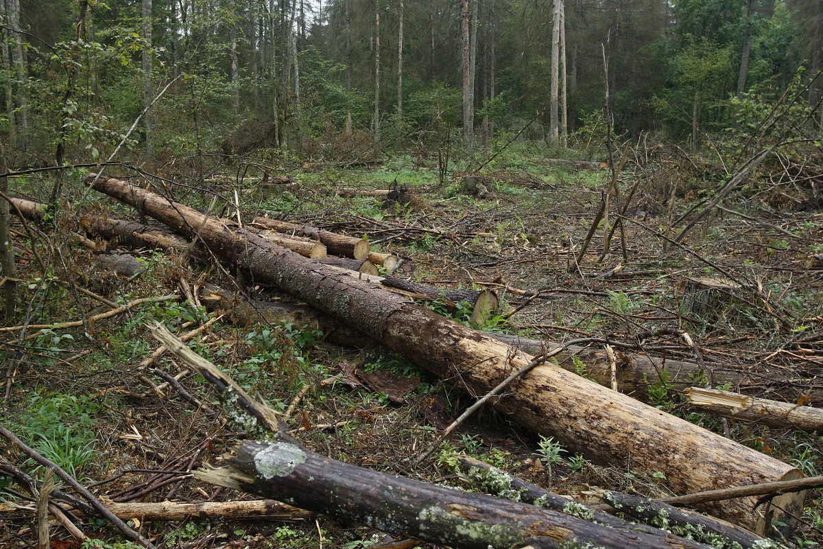 Komisja Europejska chce, by Trybunał Sprawiedliwości UE zagroził Polsce karami za niewstrzymanie wycinki w Puszczy Białowieskiej. Strona polska domaga się odrzucenia tego wniosku – tak można streścić dzisiejsze wysłuchanie przed unijnym trybunałem w Luksemburgu. To dodatkowe posiedzenie zwołano w związku z poprzednią, tymczasową decyzją trybunału – nakazał on zaprzestanie prac w puszczy do czasu wydania ostatecznego wyroku - informuje dziennikarz RMF FM Paweł Balinowski. 
