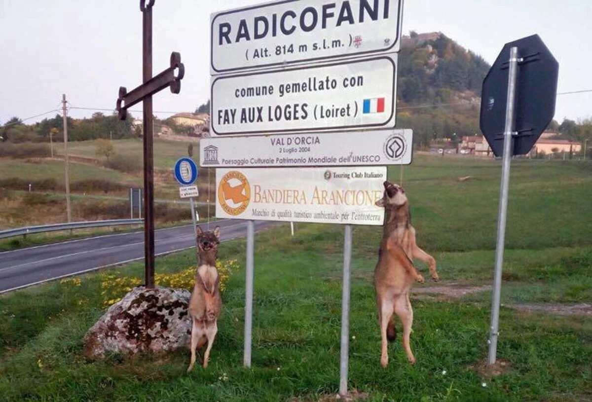 Włoska organizacja broniąca praw zwierząt wyznaczyła nagrodę w wysokości 24 tysięcy euro za pomoc w ujęciu sprawców zabicia dwóch wilków w Toskanii. Martwe zwierzęta ktoś powiesił na znaku drogowym przed wjazdem do miasteczka Radicofani.