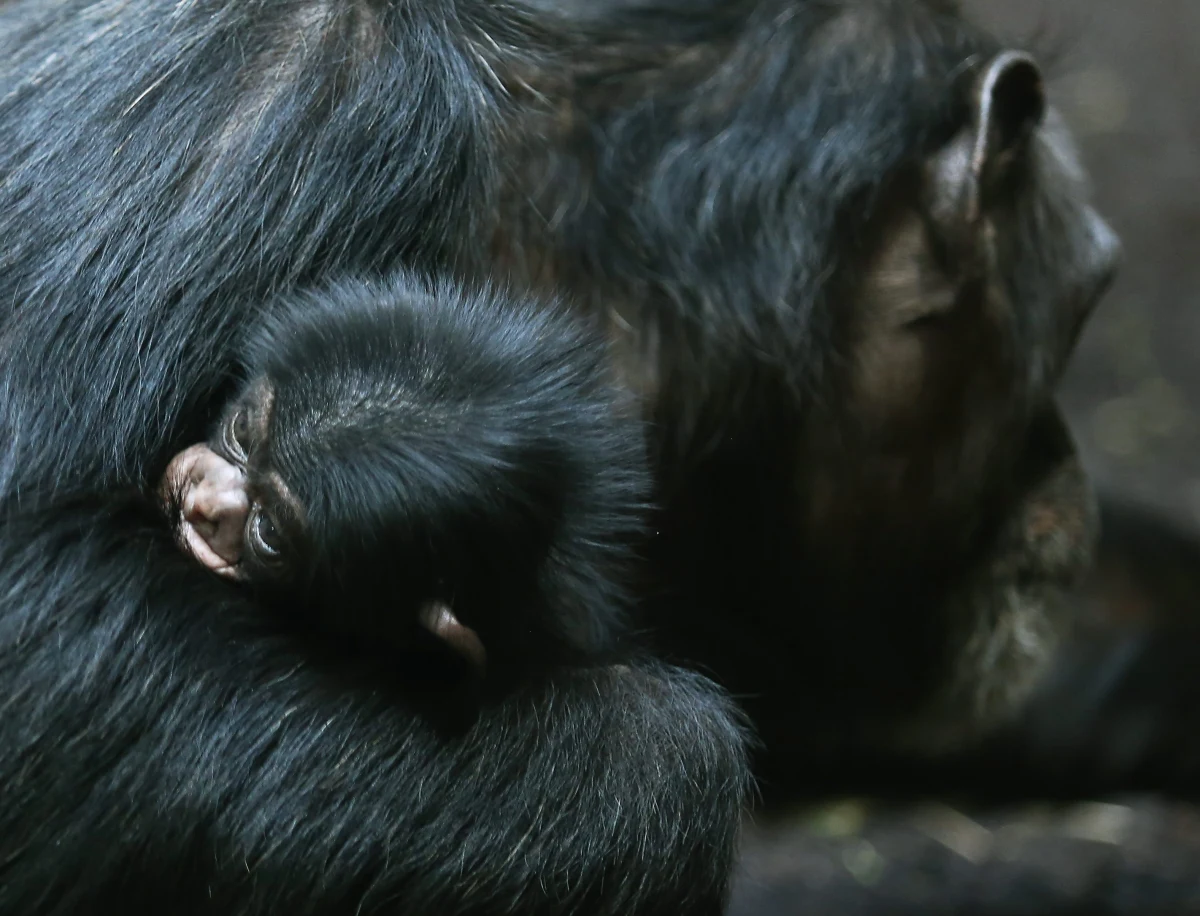 Prawa natury bywają brutalne. Przekonali się o tym japońscy naukowcy z Kyoto University, od wielu lat badający zwyczaje stada szympansów, żyjących w rejonie gór Mahale w Tanzanii. Jak pisze na swej stronie internetowej czasopismo "New Scientist", Japończycy mieli okazję zobaczyć niezwykle rzadką chwilę narodzin małego szympansa, by natychmiast po tym być świadkami dramatu, kiedy tuż po narodzeniu młode zostało porwane i zabite.