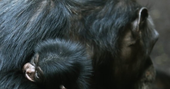 Prawa natury bywają brutalne. Przekonali się o tym japońscy naukowcy z Kyoto University, od wielu lat badający zwyczaje stada szympansów, żyjących w rejonie gór Mahale w Tanzanii. Jak pisze na swej stronie internetowej czasopismo "New Scientist", Japończycy mieli okazję zobaczyć niezwykle rzadką chwilę narodzin małego szympansa, by natychmiast po tym być świadkami dramatu, kiedy tuż po narodzeniu młode zostało porwane i zabite.