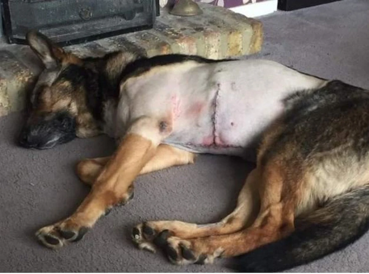 Finn – bohaterem roku Międzynarodowego Funduszu na Rzecz Humanitarnego Traktowania Zwierząt. Brytyjski pies policyjny otrzymał niemal śmiertelny cios nożem, stając w obronie swego opiekuna. Przeżył dzięki interwencji weterynarzy. 