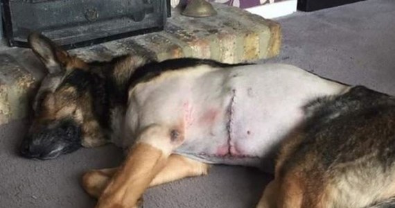 Finn – bohaterem roku Międzynarodowego Funduszu na Rzecz Humanitarnego Traktowania Zwierząt. Brytyjski pies policyjny otrzymał niemal śmiertelny cios nożem, stając w obronie swego opiekuna. Przeżył dzięki interwencji weterynarzy. 