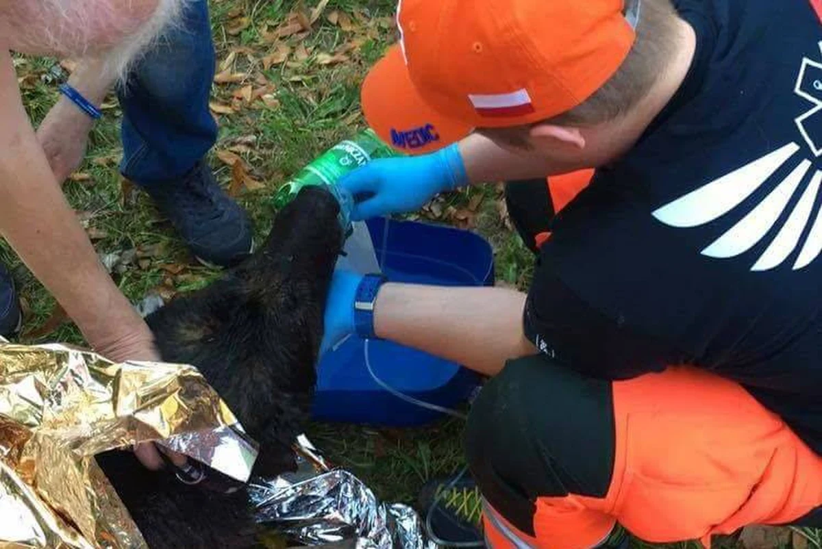 ​Ratownicy Krakowskiego Pogotowia Ratunkowego pomogli wydostać się owczarkowi niemieckiemu z płonącego mieszkania. Kiedy dotarli na miejsce zdarzenia, na 10. piętrze wieżowca szalał pożar. Okazało się, że jedynym poszkodowanym jest pies wabiący się Max.