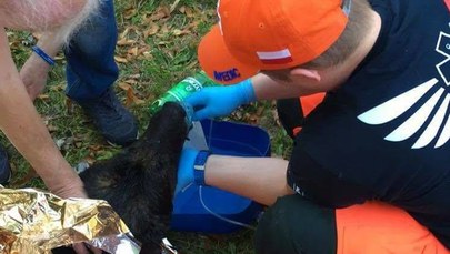 Krakowscy ratownicy uratowali Maxa z płonącego mieszkania. "Pies też człowiek"