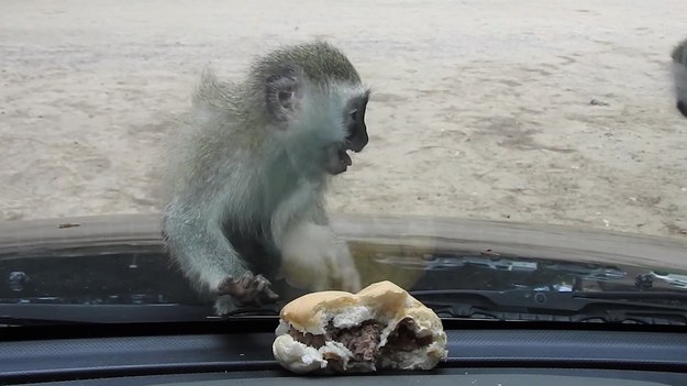 Ta urocza małpka zgłodniała. Nic więc dziwnego, że gdy tylko zobaczyła soczystego burgera, postanowiła się nim poczęstować. Niestety, okazało się, że jedzenie jest za szybą...