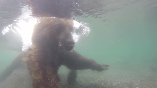 Zobaczcie, jak te wielki niedźwiedź zapolował na swój obiad.