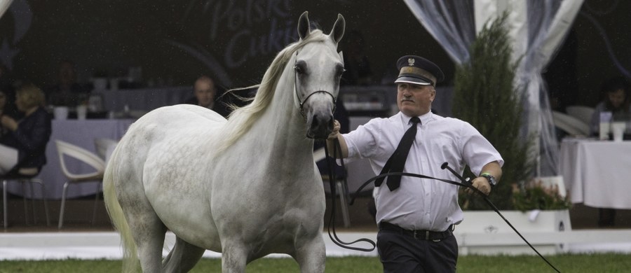 Po słabych wynikach tegorocznej aukcji Pride of Poland stadnina w Janowie Podlaskim sprzedaje konie z wolnej ręki. Nie byłoby w tym nic nadzwyczajnego, gdyby nie fakt, że stadnina nie chce ujawnić kwot, za jakie sprzedała klacze.