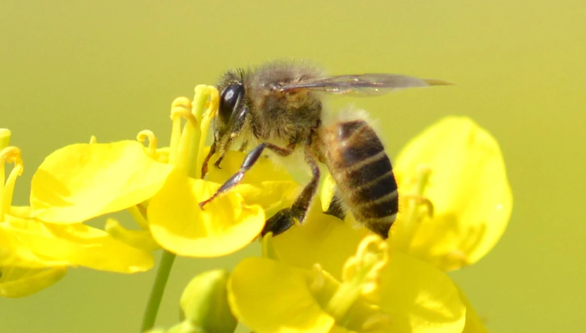 ​Holenderscy, niemieccy i brytyjscy naukowcy odkryli, że w Niemczech przez ostatnie 27 lat zniknęło ponad 70 proc. latających owadów. Dodają, że podobna klęska czeka wkrótce całą Europę Zachodnią i Środkową. "Jesteśmy na drodze do ekologicznego Armageddonu" - przyznają.