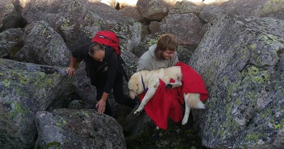 Aż 25 dni właściciele poszukiwali labradora Nero. Pies odnalazł się w okolicy Śnieżnych Kotłów. Uratowali go goprowcy z wolontariuszami z Jeleniogórskiego Wolontariatu dla Zwierząt. 