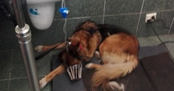 ​Wychudzonego i przywiązanego do drzewa półmetrowym sznurkiem psa uratowali strażnicy miejscy z warszawskiego Ekopatrolu. Przestraszony pies, który bardzo mocno szczekał, zwrócił uwagę mieszkańca dzielnicy Włochy, który powiadomił o tym straż miejską.