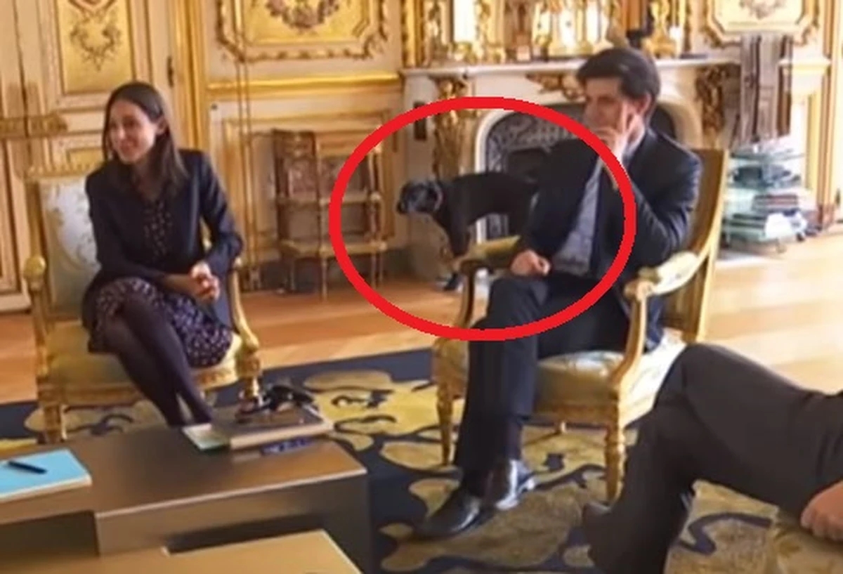 Pies prezydenta Francji na nagłówkach gazet na całym świecie. A to za sprawą… fatalnego zachowania. Kamera filmująca spotkanie Emmanuela Macrona z ministrami w Pałacu Prezydenckim uchwyciła moment, jak pies podnosi nogę przy zabytkowym kominku.