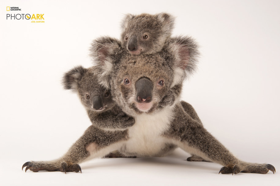 /Joel Sartore/National Geographic Photo Ark, natgeophotoark.org /