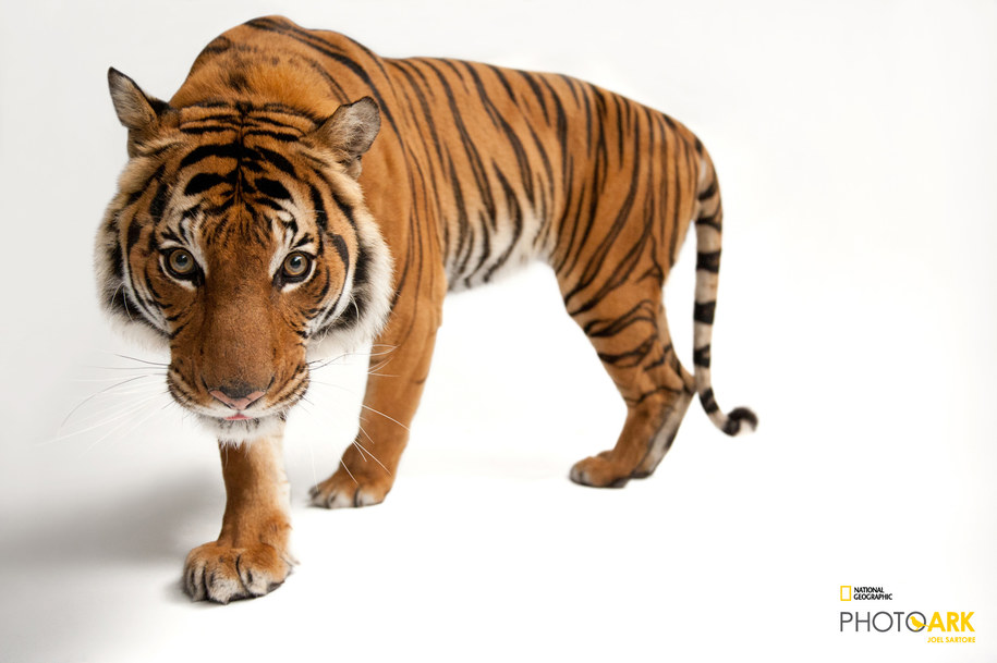 /Joel Sartore/National Geographic Photo Ark, natgeophotoark.org /