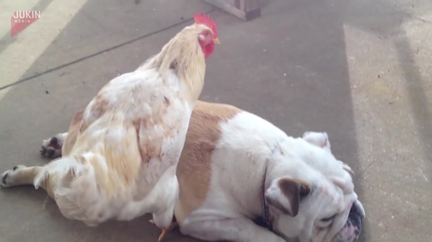 Pies Barry relaksował się na przydomowym podwórku, gdy pojawiła się kura. Ptak postanowił zająć się swoim czworonożnym kumplem. Patrząc na reakcję, psu chyba się spodobało...