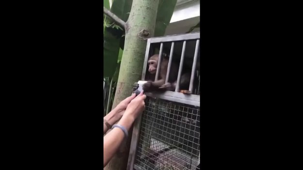 Pewien turysta odwiedził popularne zoo w Chinach. Postanowił zrobić zdjęcie uroczej małpce. Tego, co stało się potem, nie przewidział.
