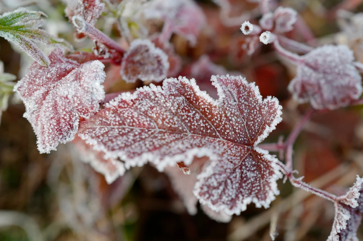Pogoda nie zamierza nas rozpieszczać - od piątku z każdym dniem będzie coraz chłodniej. Nie dość, że spadnie deszcz i będzie wiało, to w górach sypie śniegiem.