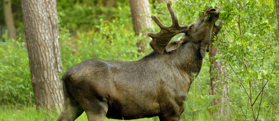 Ze strony Ministerstwa Środowiska został usunięty komunikat mówiący o wstrzymaniu rozporządzenia, które po kilkunastu latach przywracało możliwość odstrzału tych zwierząt. To rozporządzenie minister Szyszko podpisał raptem wczoraj.