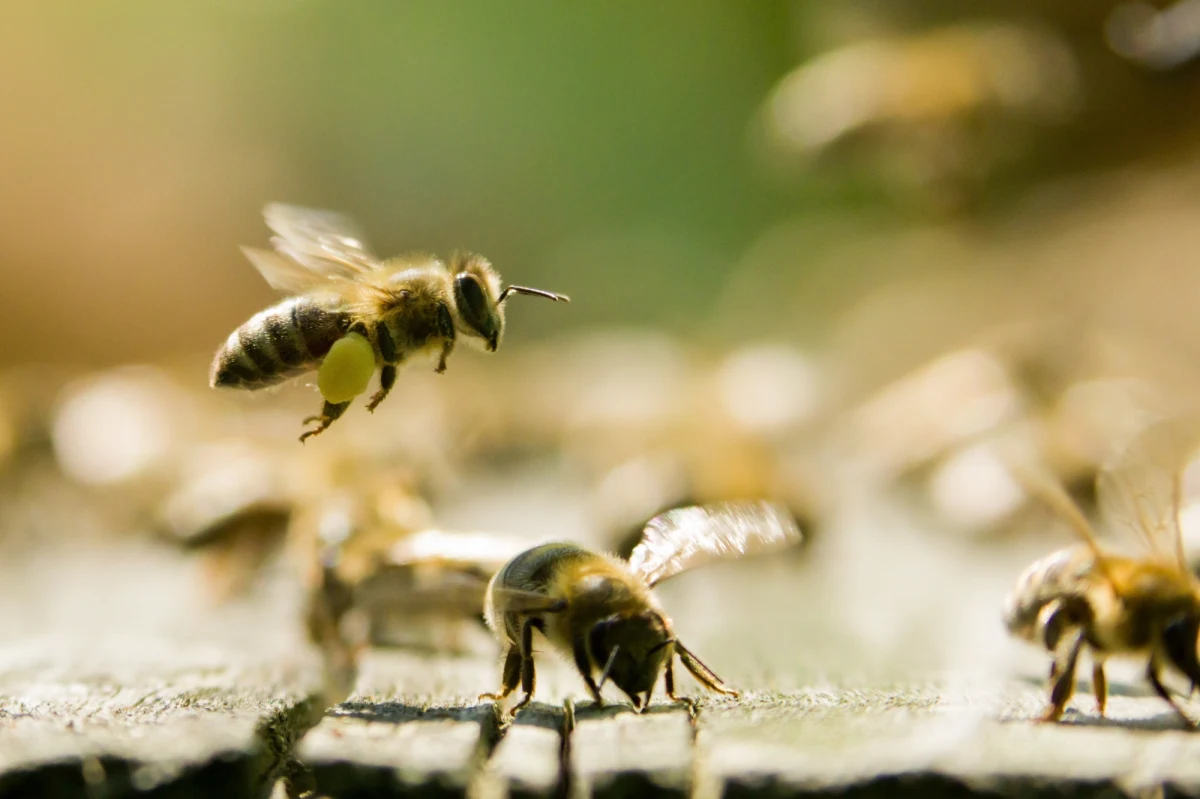 "Jesteśmy w ostatnim momencie, w którym możemy podjąć strategiczną decyzję dla naszego kraju: jak będziemy chronić owady zapylające. Żebyśmy nie doprowadzili do takiej sytuacji, jaka jest w Niemczech, czy w Wielkiej Brytanii, czy we Francji, gdzie tych owadów się nie chroni. Tam te owady trzeba już ratować" - mówi w rozmowie z RMF FM Katarzyna Jagiełło, zajmująca się w Greenpeace Polska między innymi ochroną pszczół. Organizacja prowadzi debaty obywatelskie poświęcone problemowi. Dyskusje odbyły się już w Gdańsku i Bydgoszczy, kolejne planowane są w Lublinie i Wrocławiu. Celem rozmów jest przedstawienie wniosków naukowcom, którzy pracować będą nad Narodową Strategią Ochrony Owadów Zapylających.