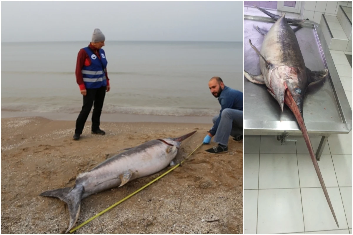 Do chłodni Stacji Morskiej w Helu trafił znaleziony na plaży w Jantarze, wyrzucony przez wody Bałtyku martwy miecznik. W stanie zamrożenia licząca 2,7 metra długości ryba poczeka na sekcję zwłok. Mieczniki żyją w morzach i oceanach w strefie tropikalnej i umiarkowanej. Czasem jednak spotyka się je także w Bałtyku. W ostatnich latach coraz częściej widywane są w południowo wschodniej części tego akwenu. 