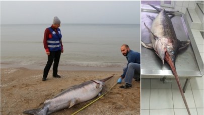 Blisko 3-metrowy miecznik znaleziony na plaży w Jantarze. Co robił w Bałtyku? 