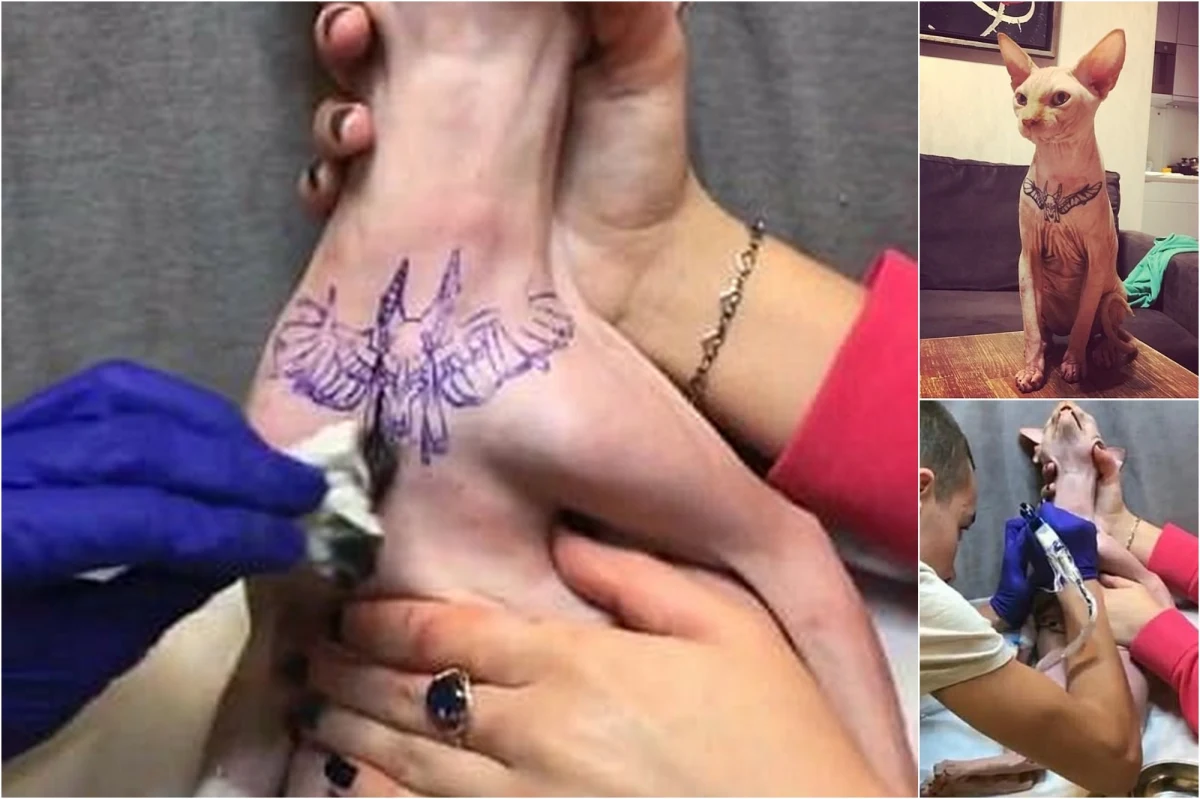 Modelka i instruktorka fitness z Ukrainy Elena Ivanickaja znalazła się w ogniu krytyki i to nie tylko obrońców praw zwierząt. Chciała, by jej kot był wyjątkowy i modny, więc zrobiła mu tatuaż, a następnie pochwaliła się tym w internecie.