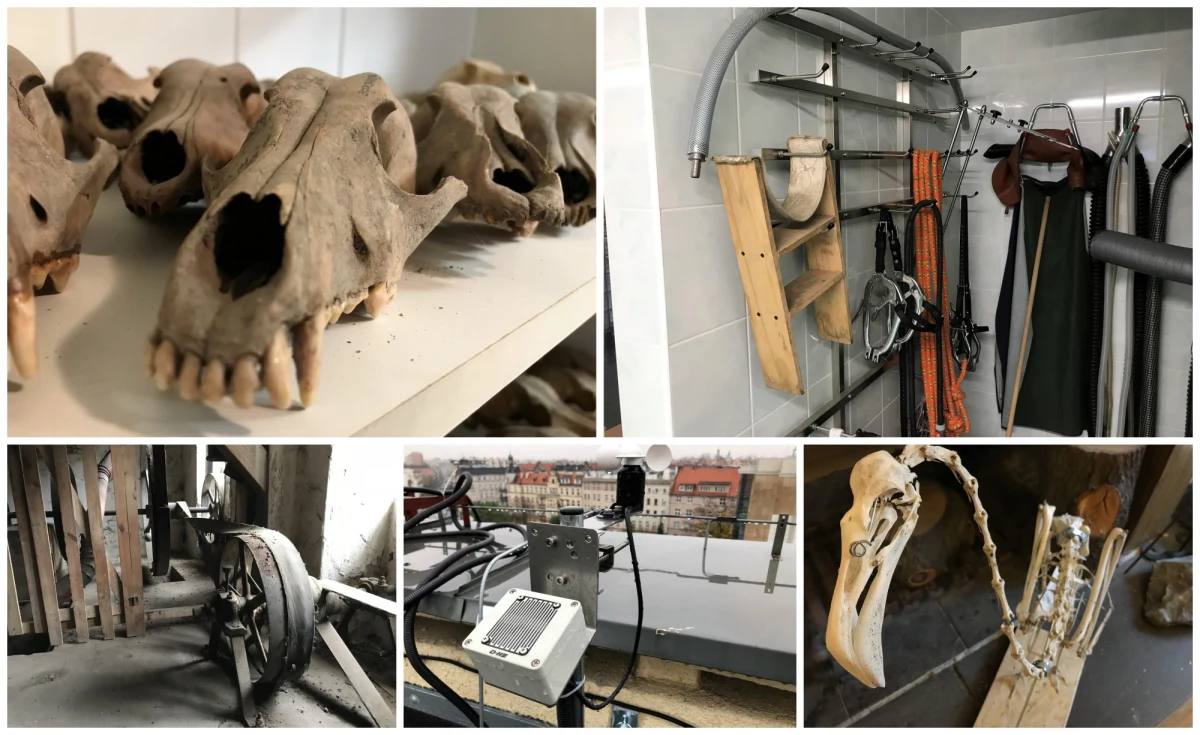 Niezwykła kolekcja czaszek w starej willi, sala operacyjna, w której zabiegom poddawane są konie, bank komórek rzadkich zwierząt, liczący ponad sto lat młyn czy miejsce, w którym specjaliści wyznaczają trajektorie lotu satelitów. W cyklu Twoje Niesamowite Miejsce w Faktach RMF FM odwiedzamy najciekawsze zakamarki Uniwersytetu Przyrodniczego we Wrocławiu.