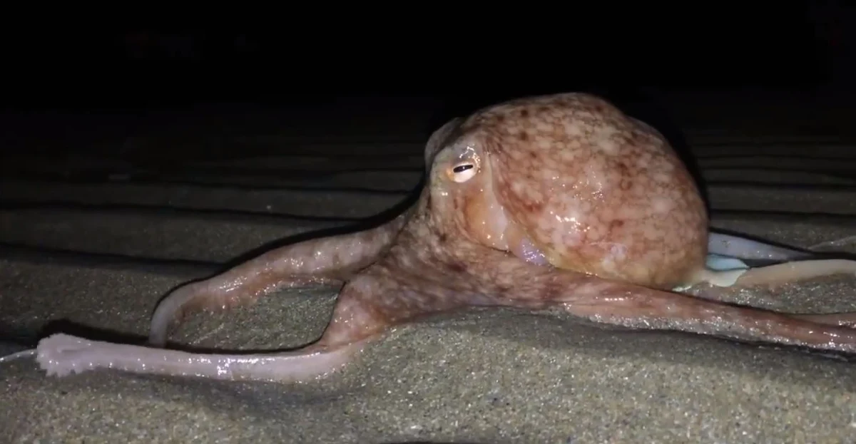 Ponad 20 ośmiornic wypełzło z morza na walijskiej plaży. Naukowcy zastanawiają się, dlaczego te stworzenia porzuciły swoje naturalne środowisko.