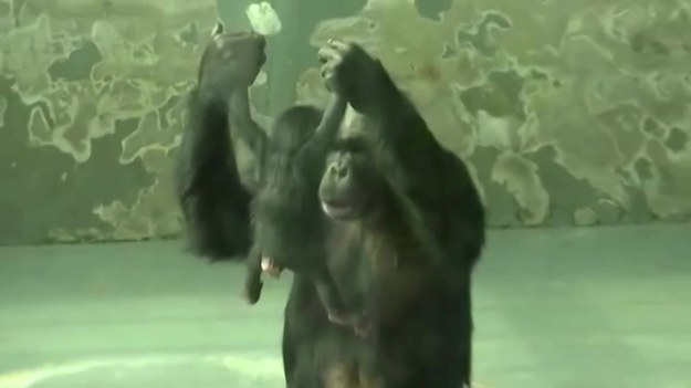 W chińskim zoo na świat przyszedł mały szympans. Akcję porodową zarejestrowały kamery. Zobaczcie.