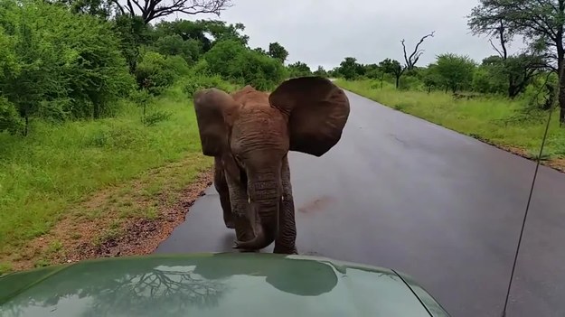 Narodowy Park Krugera w południowej Afryce to miejsce, które uwielbiają turyści, pragnący z bliska zobaczyć dzikie zwierzęta. Tym razem natknęli się na małego słonia, który postanowił im pokazać, że jest odważny, silny i nie pozwoli sobie zakłócać spokoju.