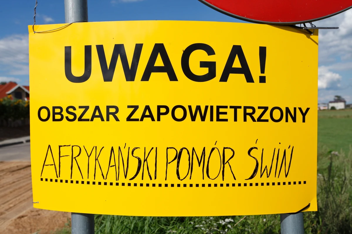 We wtorek do Polski przyjadą kontrolerzy weterynaryjni z Rosji i z Białorusi. Chcą sprawdzić, jak Unia Europejska, zwalcza afrykański pomór świń. Jak dowiedział się reporter RMF FM Krzysztof Zasada siedmioro urzędników pojawi się w gospodarstwach, w których występuje ASF. Będą też w zakładach mięsnych przetwarzających wieprzowinę pochodzącą z tych stref.