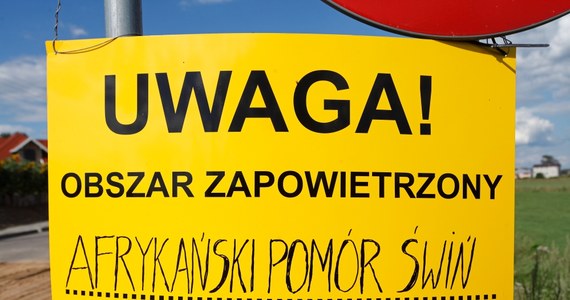 We wtorek do Polski przyjadą kontrolerzy weterynaryjni z Rosji i z Białorusi. Chcą sprawdzić, jak Unia Europejska, zwalcza afrykański pomór świń. Jak dowiedział się reporter RMF FM Krzysztof Zasada siedmioro urzędników pojawi się w gospodarstwach, w których występuje ASF. Będą też w zakładach mięsnych przetwarzających wieprzowinę pochodzącą z tych stref.