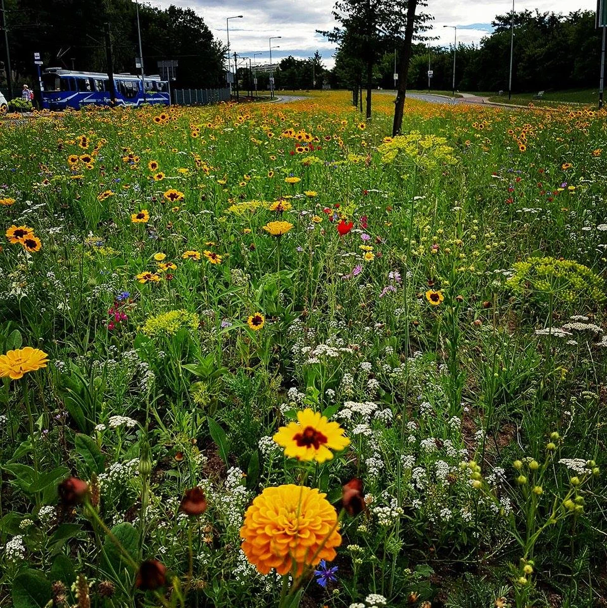 Kraków dogoni w wydatkach na zieleń Warszawę. Stolica Małopolski przeznaczy na tzw. „zielone inwestycje” nawet 120 mln zł. To na razie wstępna propozycja prezydenta miasta Jacka Majchrowskiego. 