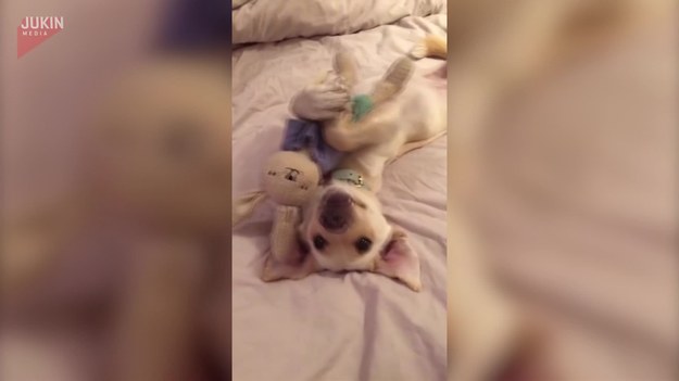 Czy widzieliście coś słodszego? Ten pies przed snem musi przytulić swoją zabawkę, inaczej nie zaśnie. 