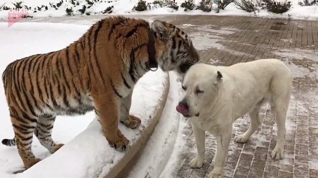 Kto by pomyślał, że taka przyjaźń ma szanse? Tygrys liże psa, któremu chyba to nie przeszkadza. 