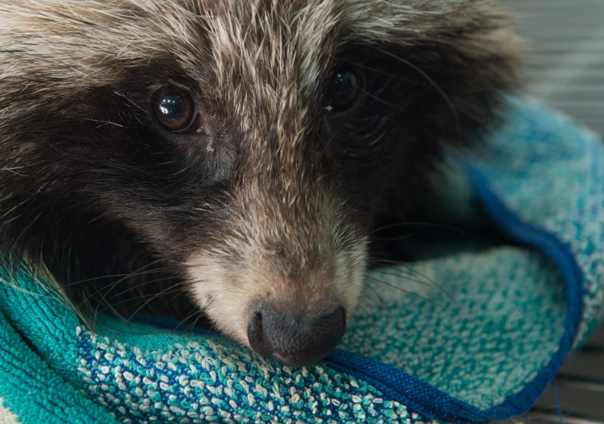 Zakaz hodowania zwierząt na futra dzieli polityków Prawa i Sprawiedliwości. To branża dająca prace 50 tysiącom ludzi. Teraz może zostać zlikwidowana, jeżeli w życie wejdzie złożony w Sejmie projekt ustawy autorstwa posłów PiS.
