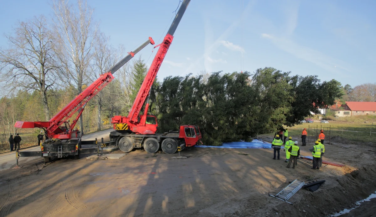 Okazały świerk z Puszczy Rominckiej, który jako bożonarodzeniowe drzewko ozdobi w grudniu plac św. Piotra w Watykanie, został ścięty i jest przygotowywany do transportu przez specjalistyczne firmy. Wkrótce 28-metrowe drzewko wyruszy w drogę z Mazur do Rzymu.