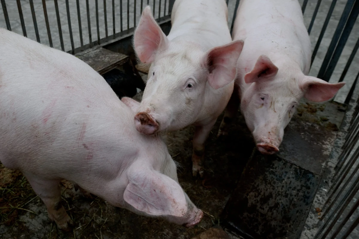 ​Przed Sądem Okręgowy w Opolu rozpoczął się proces Tomasza Z., oskarżonego o kradzież 1632 świń, o łącznej wartości 785 tysięcy złotych.