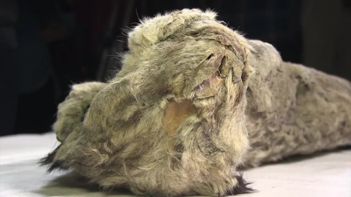 Dobrze zachowane ciało lwa jaskiniowego znaleźli naukowcy z Jakuckiej Akademii Nauk. Trzymiesięczne zwierzę zamarzło prawdopodobnie 50 tys. lat temu. Ciało lwa jest w „bardzo dobrym” stanie, jak mówią członkowie Akademii. W 2015 roku w Jakucji znaleziono dwa podobne okazy tych zwierząt. Lwy jaskiniowe żyły w środkowym i późnym plejstocenie.