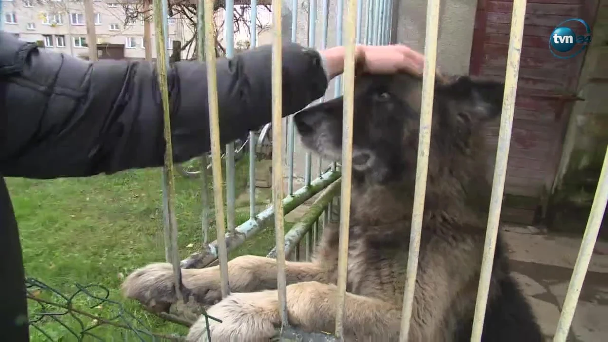 Sądowy wyrok ws. szczekającego psa. Mieszkańcy Granowa w woj. zachodniopomorskim muszą pozbyć się swojego czworonoga. Według jednego z sąsiadów zwierzę jest za głośne. Wyrok jest prawomocny.