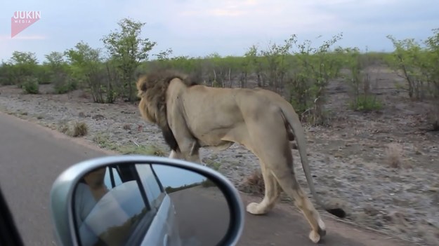 Ludzka głupota nie zna granic. Mężczyzna chciał nagrać z bliska lwa w jego naturalnym środowisku. W tym celu jechał za zwierzęciem wzdłuż drogi. Jak się to skończy? Zobaczcie sami. 