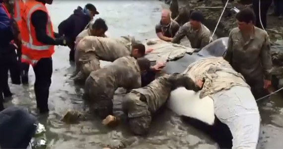 Żołnierze armii Nowej Zelandii pomogli uratować orkę, która utknęła na mieliźnie na plaży w okolicach Blenheim. Ratownikom udało się uwolnić zwierzę i przetransportować na głębsze wody. Orce nic się nie stało. Bezpiecznie odpłynęła.