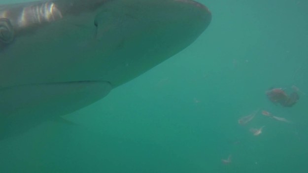 Jak wygląda paszcze rekina od środka? Oto wyjątkowe nagranie. Można się przestraszyć. Na szczęście ten rekin nie jest ludojadem.