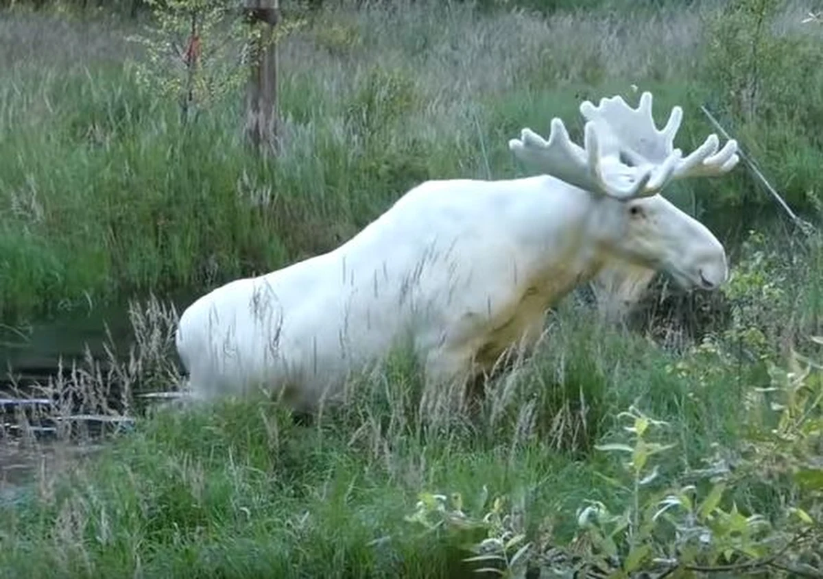 W ciągu kilku godzin setki ludzi podpisało się pod petycją ekologów, którzy walczą o wstrzymanie decyzji o odstrzale łosia albinosa z prowincji Värmland w Szwecji. Zwierzę zyskało światowy rozgłos, po tym jak ktoś nagrał białego łosia, a film wrzucił do sieci. Po tym jak coraz więcej mieszkańców Värmland skarżyło się, że zwierzę jest agresywne, zapadła decyzja o jego zabiciu.