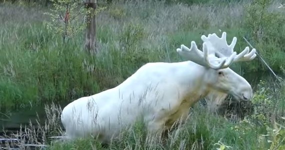 W ciągu kilku godzin setki ludzi podpisało się pod petycją ekologów, którzy walczą o wstrzymanie decyzji o odstrzale łosia albinosa z prowincji Värmland w Szwecji. Zwierzę zyskało światowy rozgłos, po tym jak ktoś nagrał białego łosia, a film wrzucił do sieci. Po tym jak coraz więcej mieszkańców Värmland skarżyło się, że zwierzę jest agresywne, zapadła decyzja o jego zabiciu.